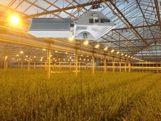 155lm/w 160000lm İç Mekan Büyüme Işıkları, 1000W HPS Büyütme Işıkları