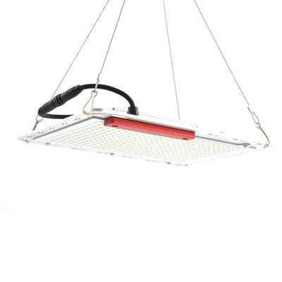 60Hz 100W Led Sebze Büyütme Işıkları, Kuantum Kurulu SMD5730 İç Mekan Büyüme Işığı